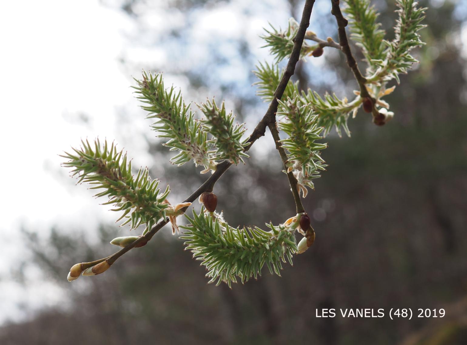 Willow, Goat, Great Sallow